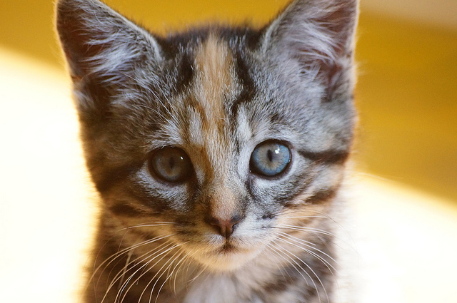 Pretty cat